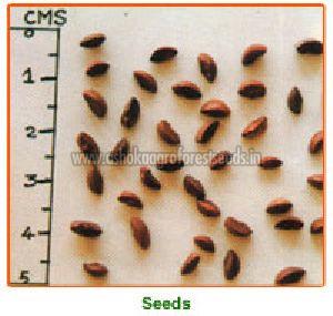 Emblica Officinalis Seeds