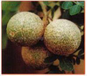 Feronia Limonia Plant