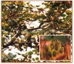 Pterocarpus Santalinus Plant