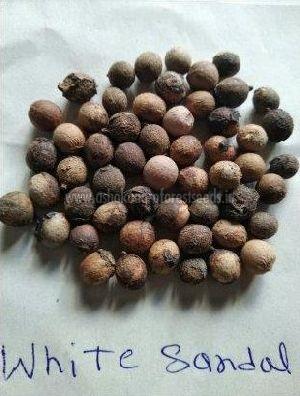 White Sandalwood Seeds