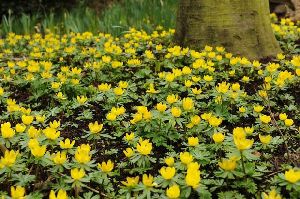 Aconite Plant