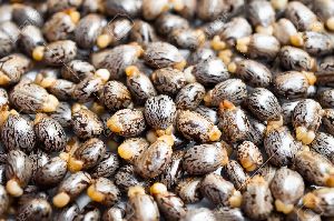 Castor Seeds