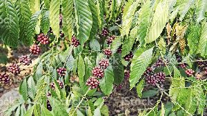 coffee plant