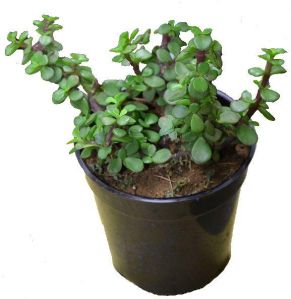 jade plants