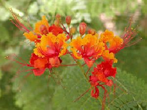 Peacock Flower Seeds