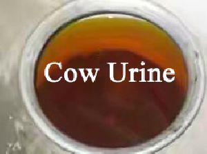 Cow Urine