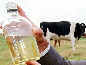 Cow Urine