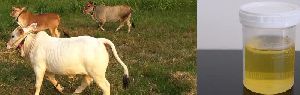 Cow Urine