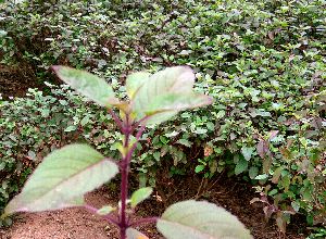 Holy Basil (Tulsi)