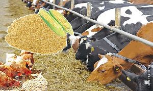 Dairy Maize Cattle Feed