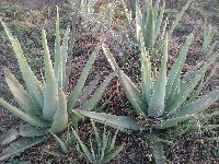 Aloe vera Plants
