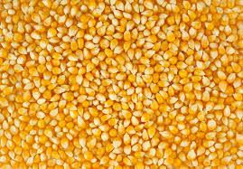 Yellow Corn Seeds