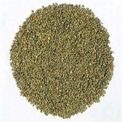 bajra grain