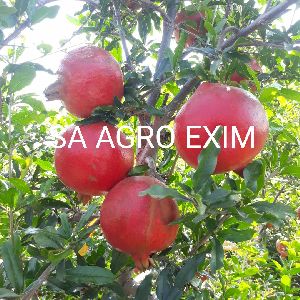 agro product