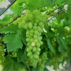 Fresh Grapes