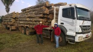 Brazilian Teak Logs