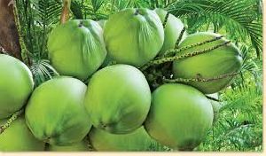 Green Coconut