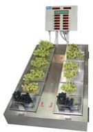 GRAPE PUNNET Weighing Scale