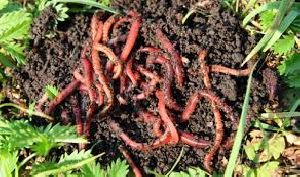 vermicompost