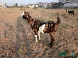 Gujari female goat