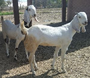 Sojat Female Goat