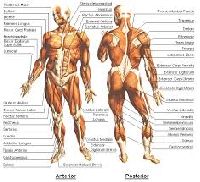 Human Physiology Chart
