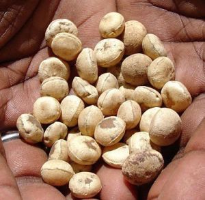 Nirmali Seeds ( Strychnos Potatorum)