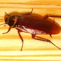 cockroach control services