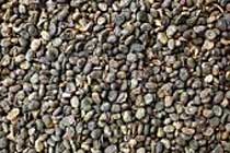 Psoralea Corylifolia Seeds
