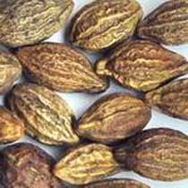Terminalia Chebula