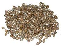 Castor Seeds