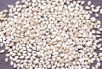 Natural Whitish Sesame Seeds