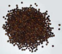 Black Pepper Seeds