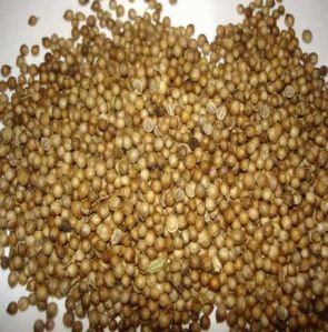 Coriander Seeds