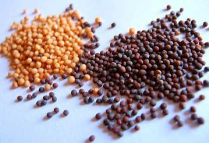 Mustard Seeds