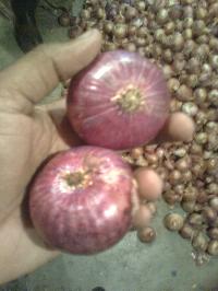 Red Onion