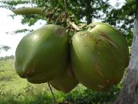 Green Coconut