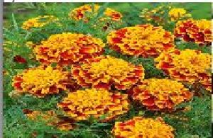 Marigold Flower Seeds
