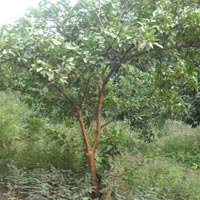 Guava Lalit Plant
