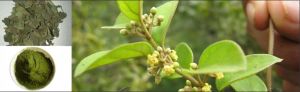 gymnema sylvestre herb