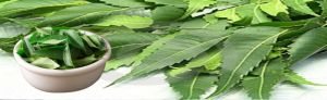 Neem Leaves