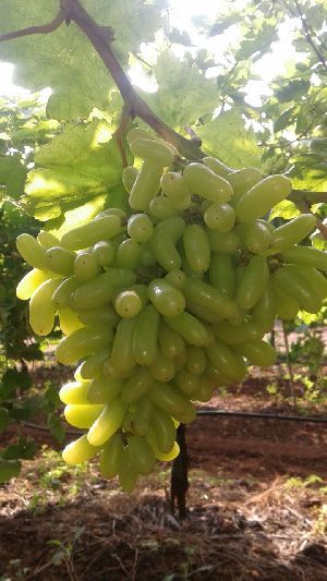 Fresh Grapes