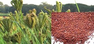 Finger Millet / Ragi