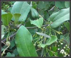 Aristolochia Indica