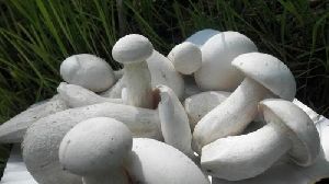 Fresh Milky Mushroom