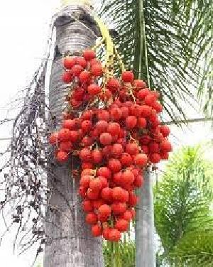 raw Betel Nuts