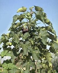 jatropha curca