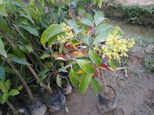 Chinna 3 litchi plants