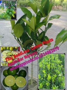 Seedless Lemon Plants