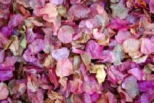 Dried Flowers